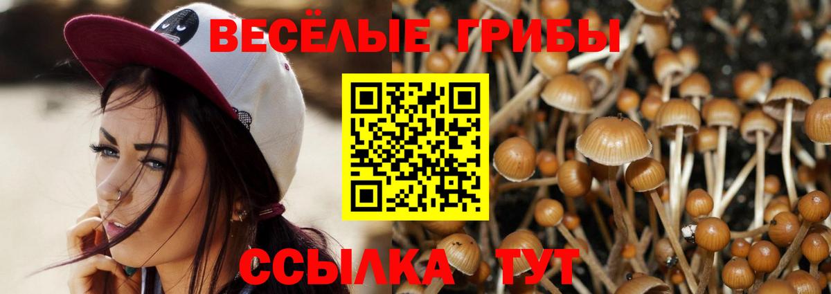 Галлюциногенные грибы Psilocybe Шадринск